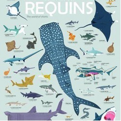 POPPIK Educational poster XXL + 45 stickers Sharks (6+ years)  POPPIK Educational poster XXL + 45 stickers Sharks (6+ years)