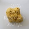 Kalyspongea