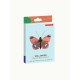 Studio ROOF Wall Decoration Delias Butterfly Studio ROOF Wall Decoration Delias Butterfly