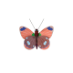 Studio ROOF Wall Decoration Delias Butterfly Studio ROOF Wall Decoration Delias Butterfly