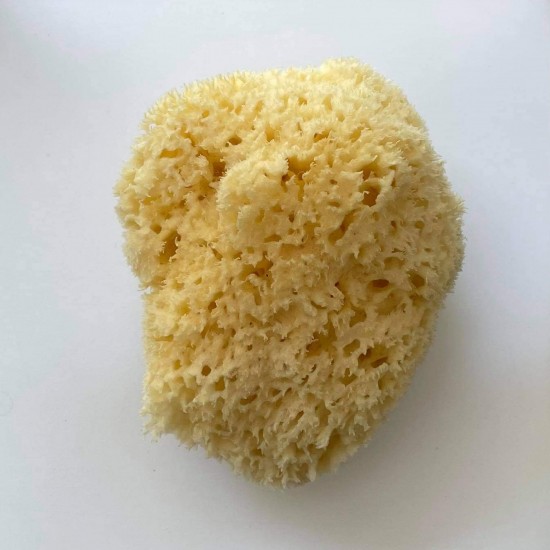 Kalymnian Adults Sponge |Honeycomb 
