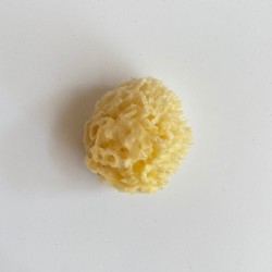  Baby Sponge Kalymnian Honeycomb  